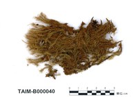 藏品(梨蒴珠苔)的圖片